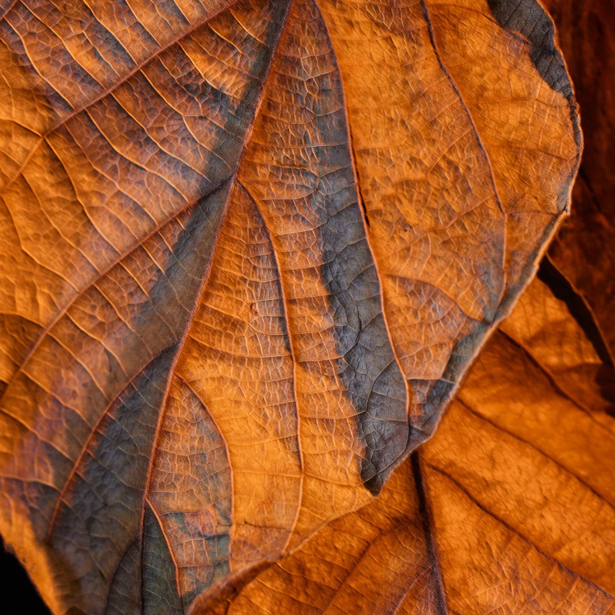 Oudgasm Tobacco Oud | 04 - Image 6